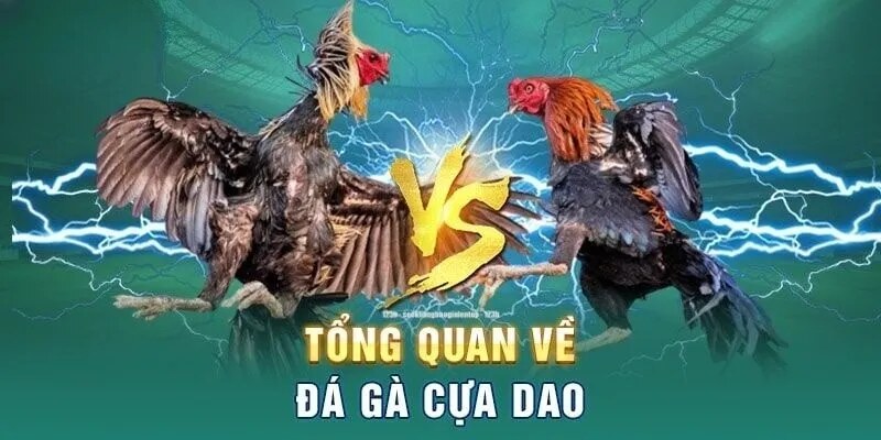 đá gà cựa dao giới thiệu 