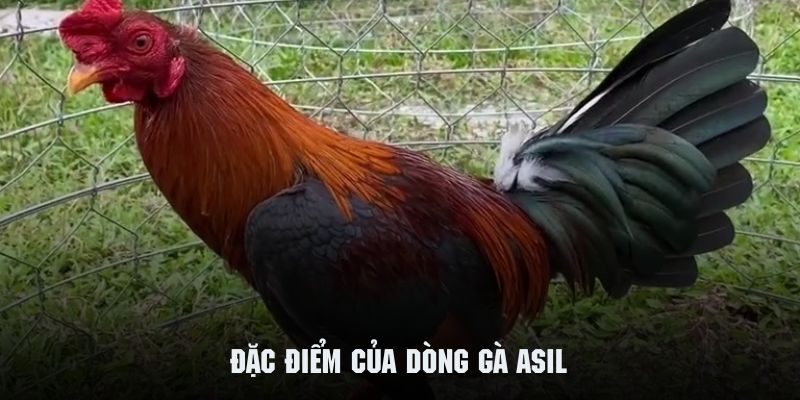 gà asil đặc điểm 