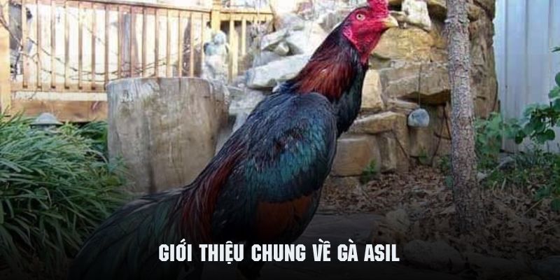 gà asil giới thiệu 